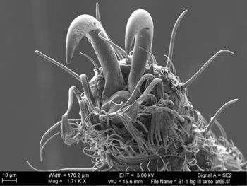 Media type: image; Invertebrate Zoology 131275